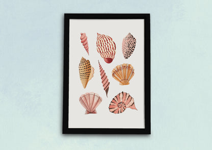 Seashells Art Print