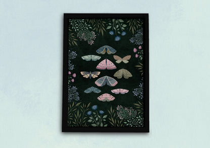 Night Moths Natural History Art Print